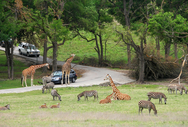 6 of the Best Staycation Destinations in Dallas; Lindsay Taylor Real Estate Group; Dallas Texas Realtor; Texas State Parks; Fossil Rim